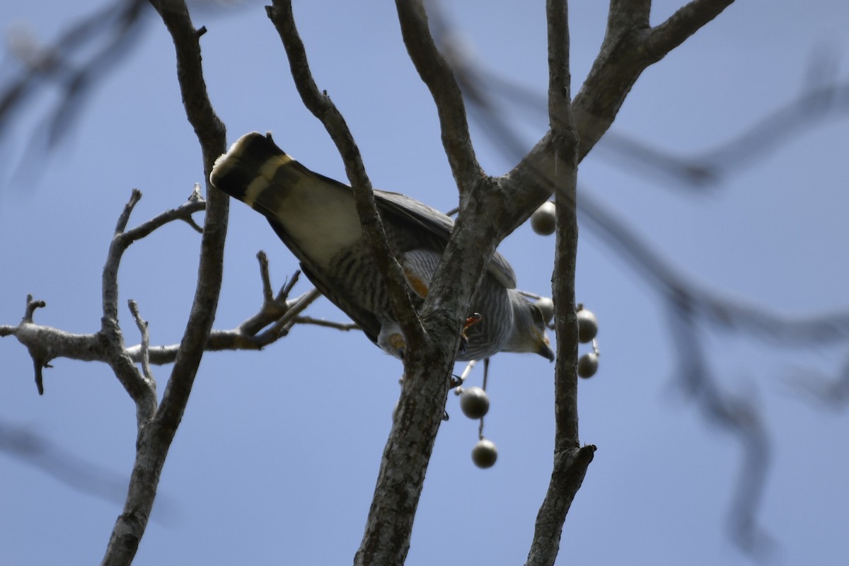 nordgråvåk - ML644686995