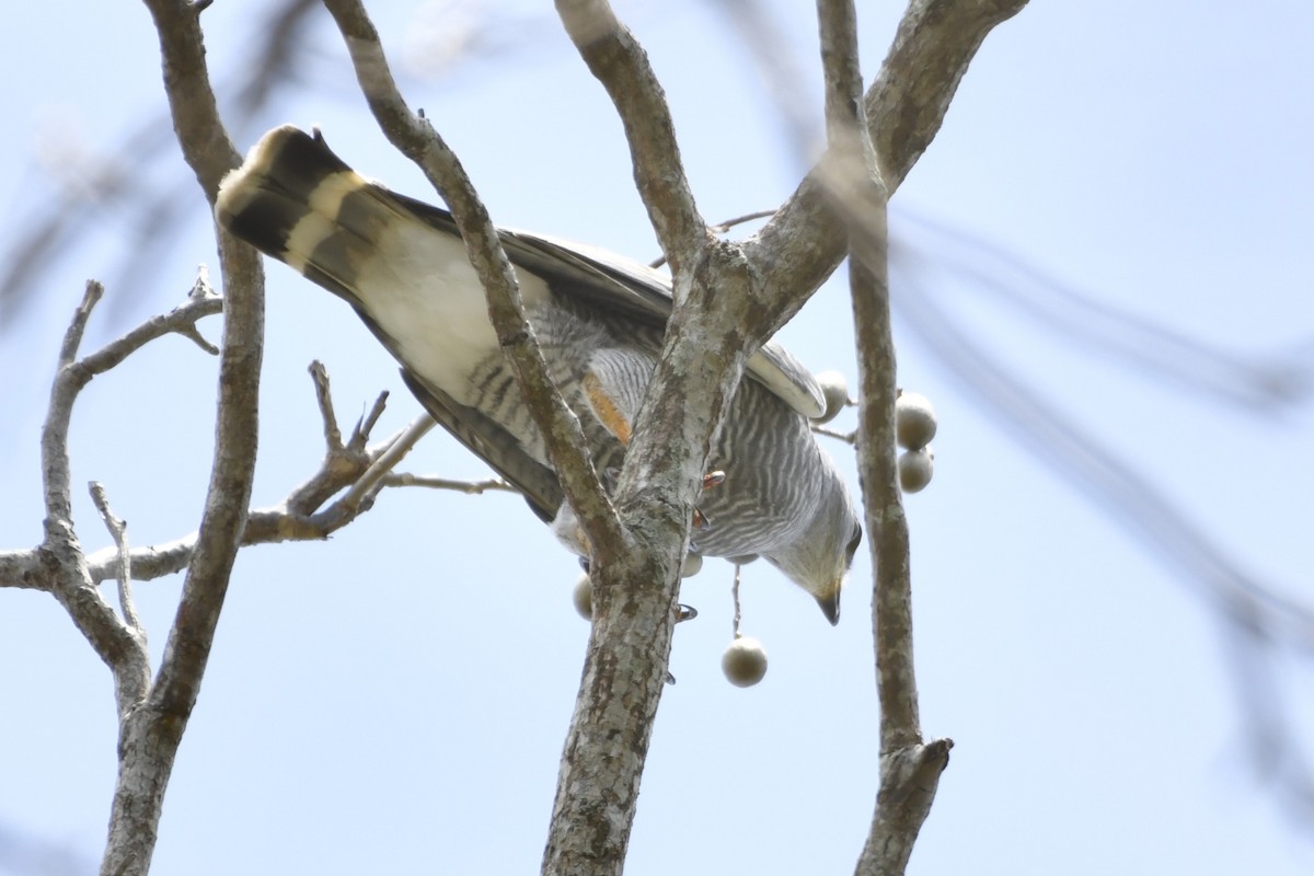 nordgråvåk - ML644686997