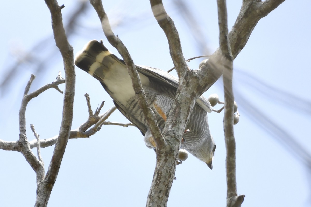 nordgråvåk - ML644686998