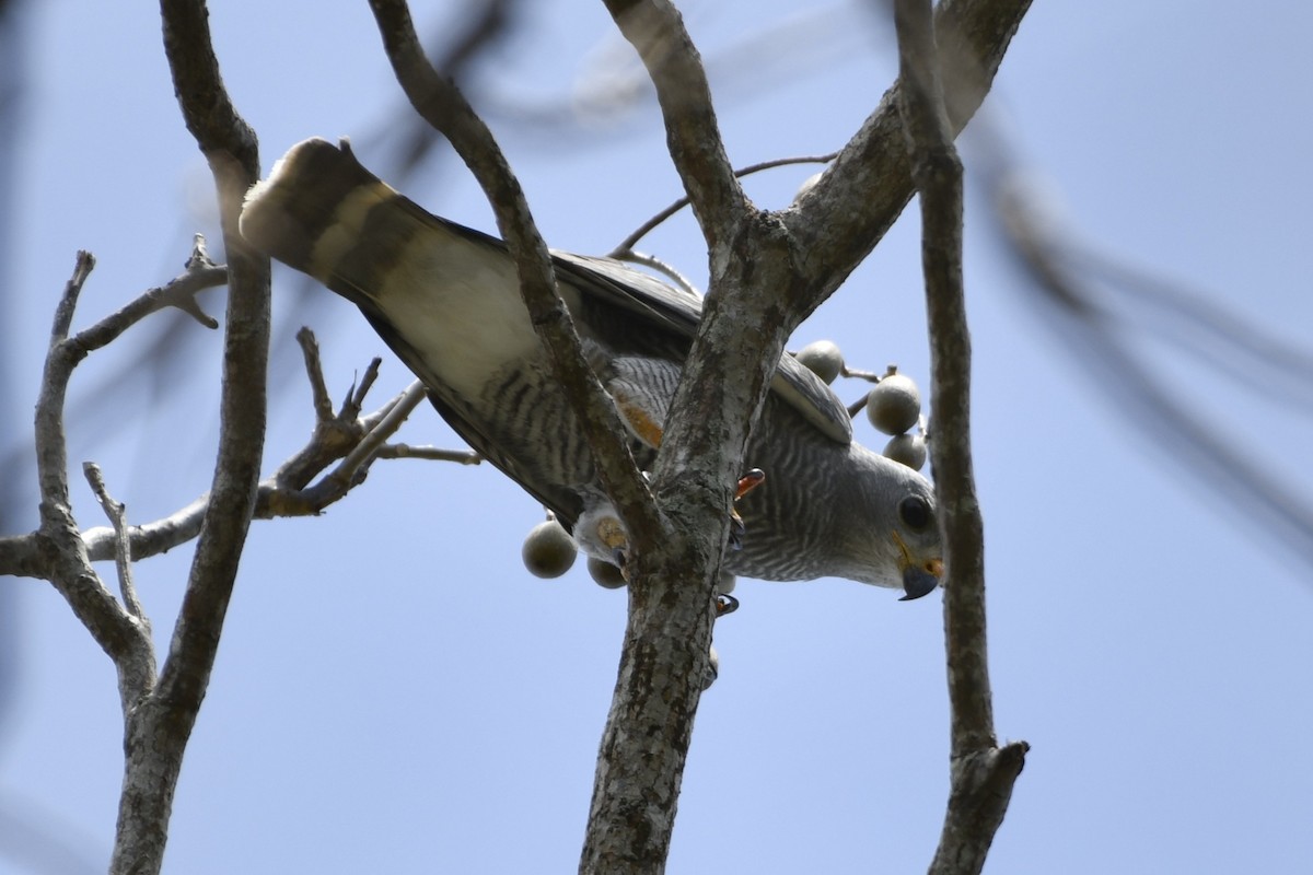 nordgråvåk - ML644687000