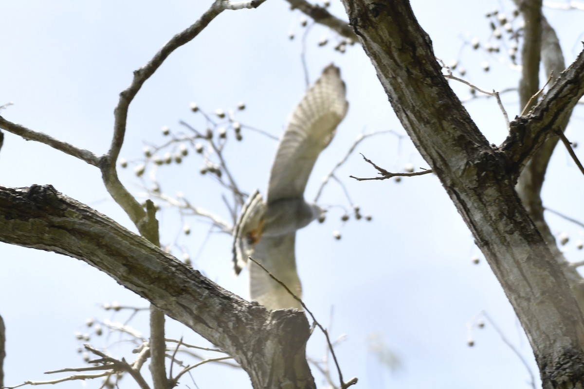 nordgråvåk - ML644687004