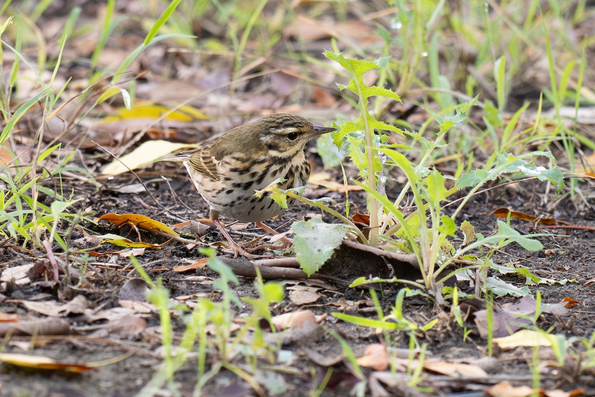 sibirpiplerke - ML644687018