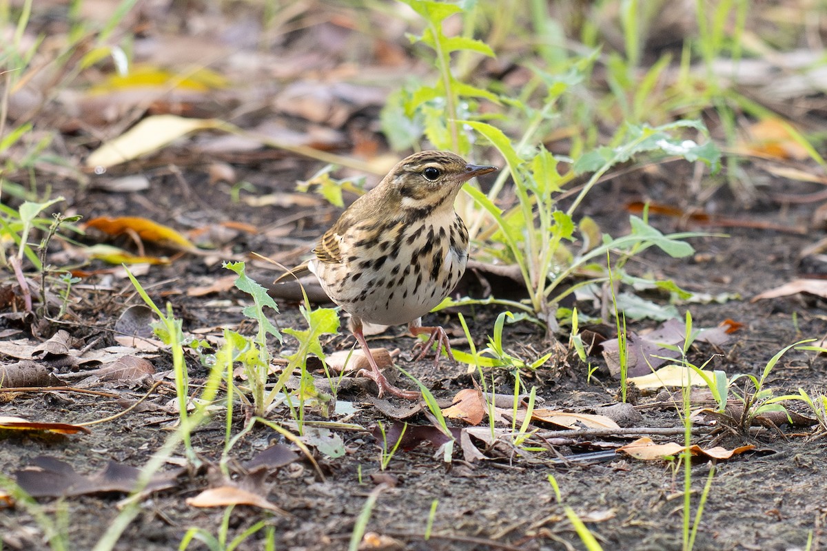 sibirpiplerke - ML644687019