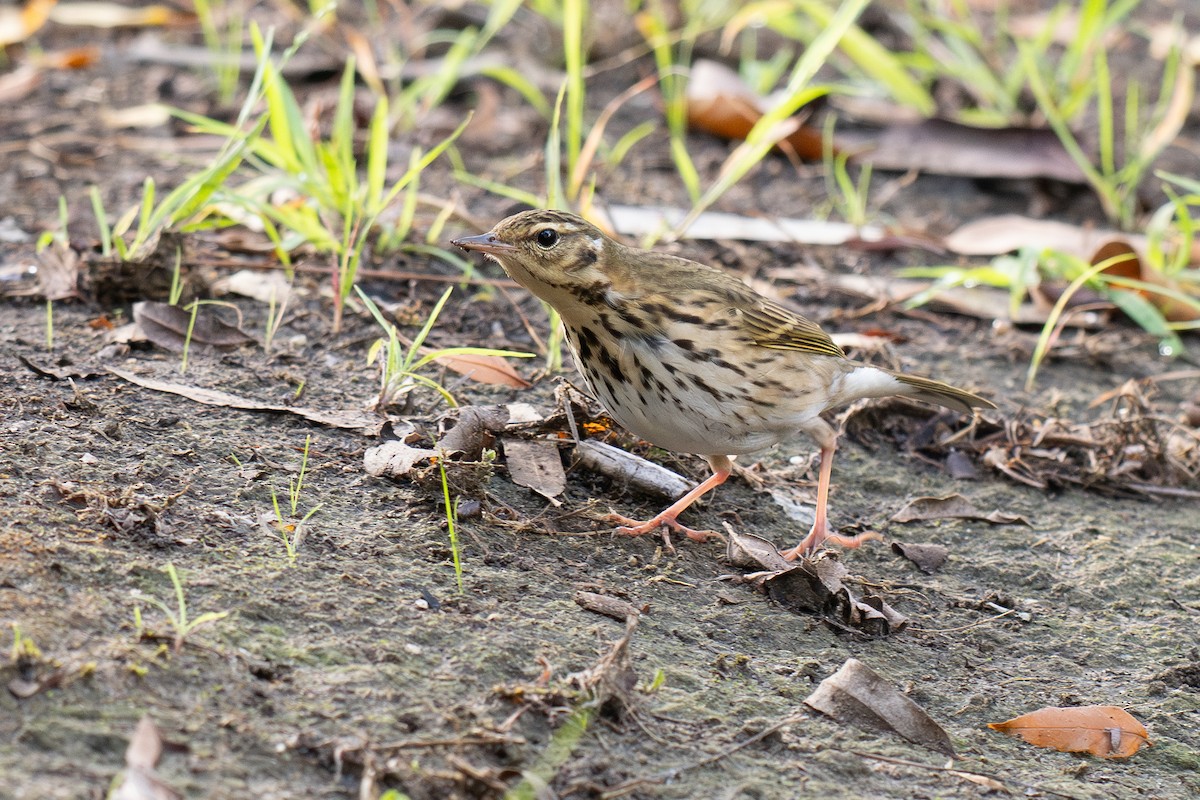 sibirpiplerke - ML644687020