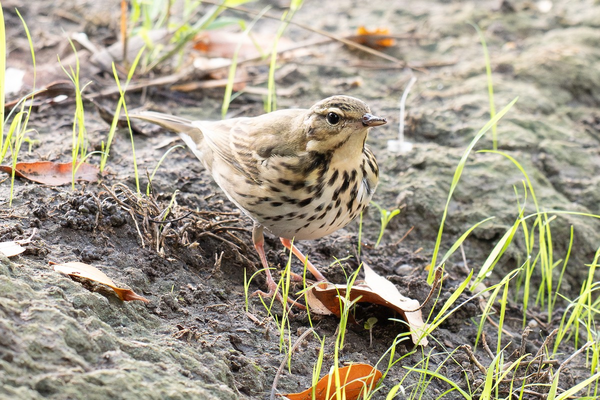 sibirpiplerke - ML644687021