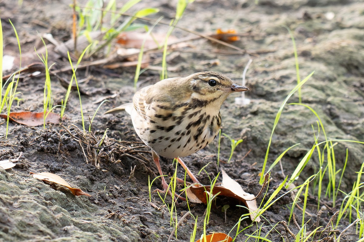 sibirpiplerke - ML644687022