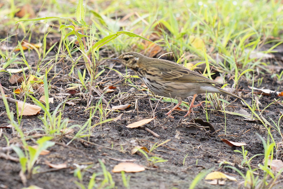 sibirpiplerke - ML644687023