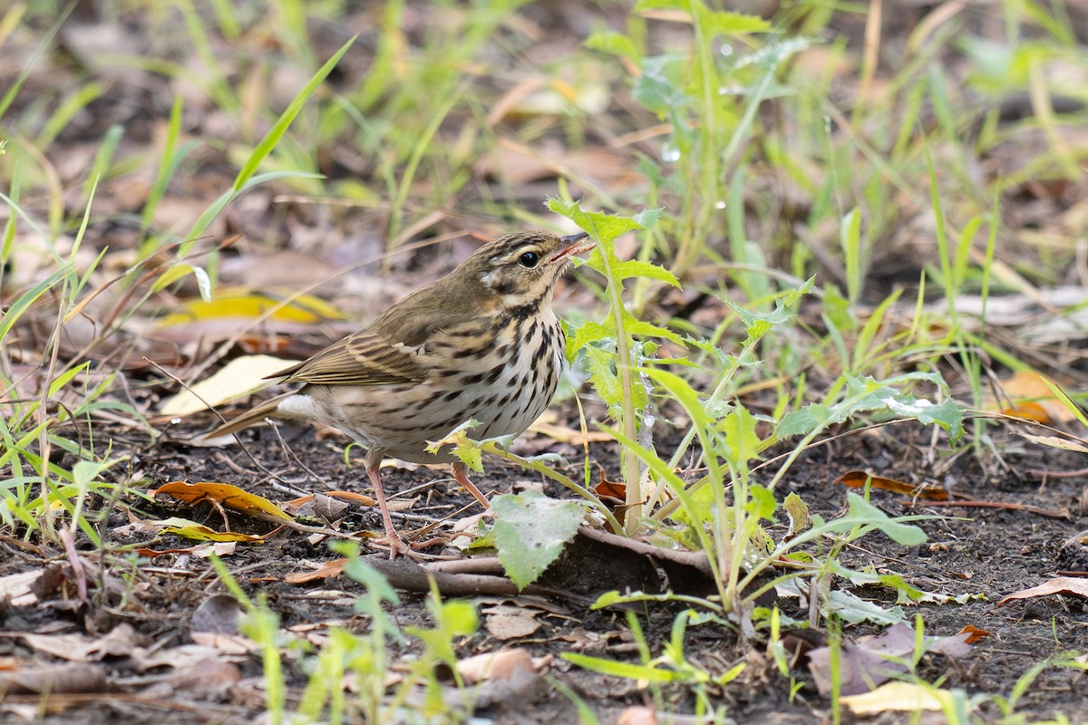 sibirpiplerke - ML644687024