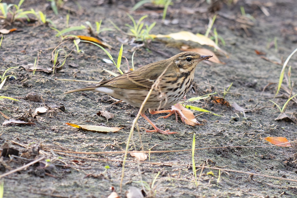 sibirpiplerke - ML644687025