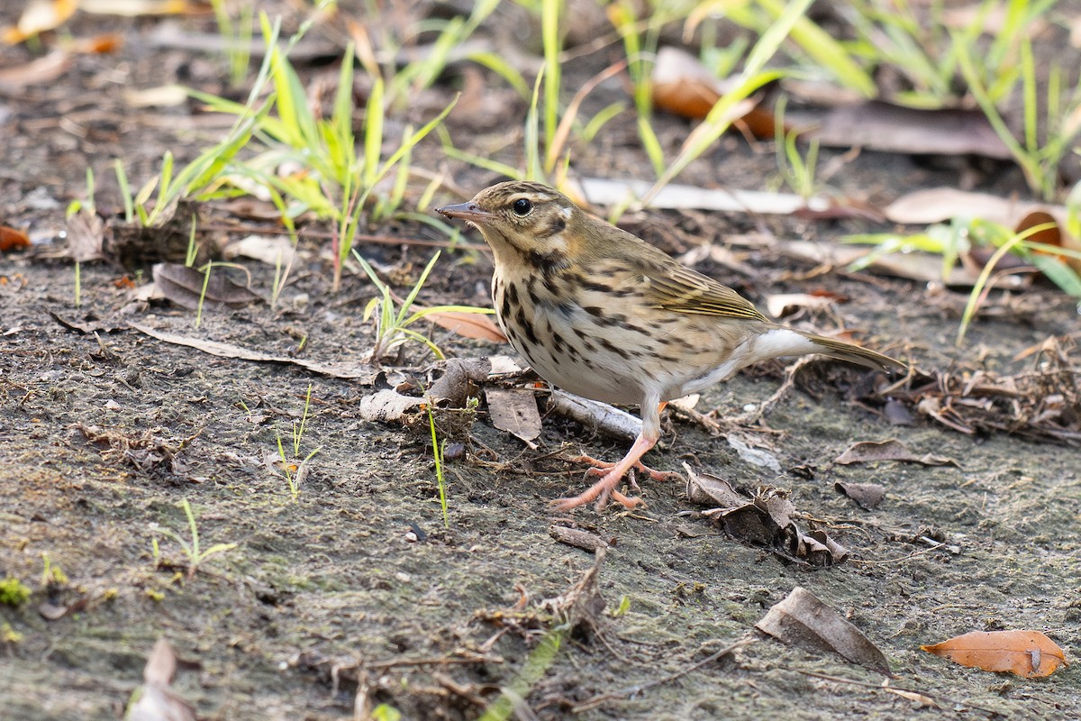 sibirpiplerke - ML644687026