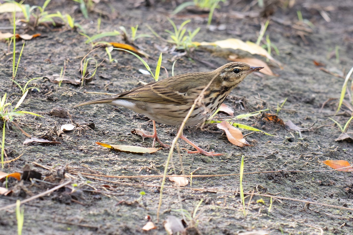 sibirpiplerke - ML644687027