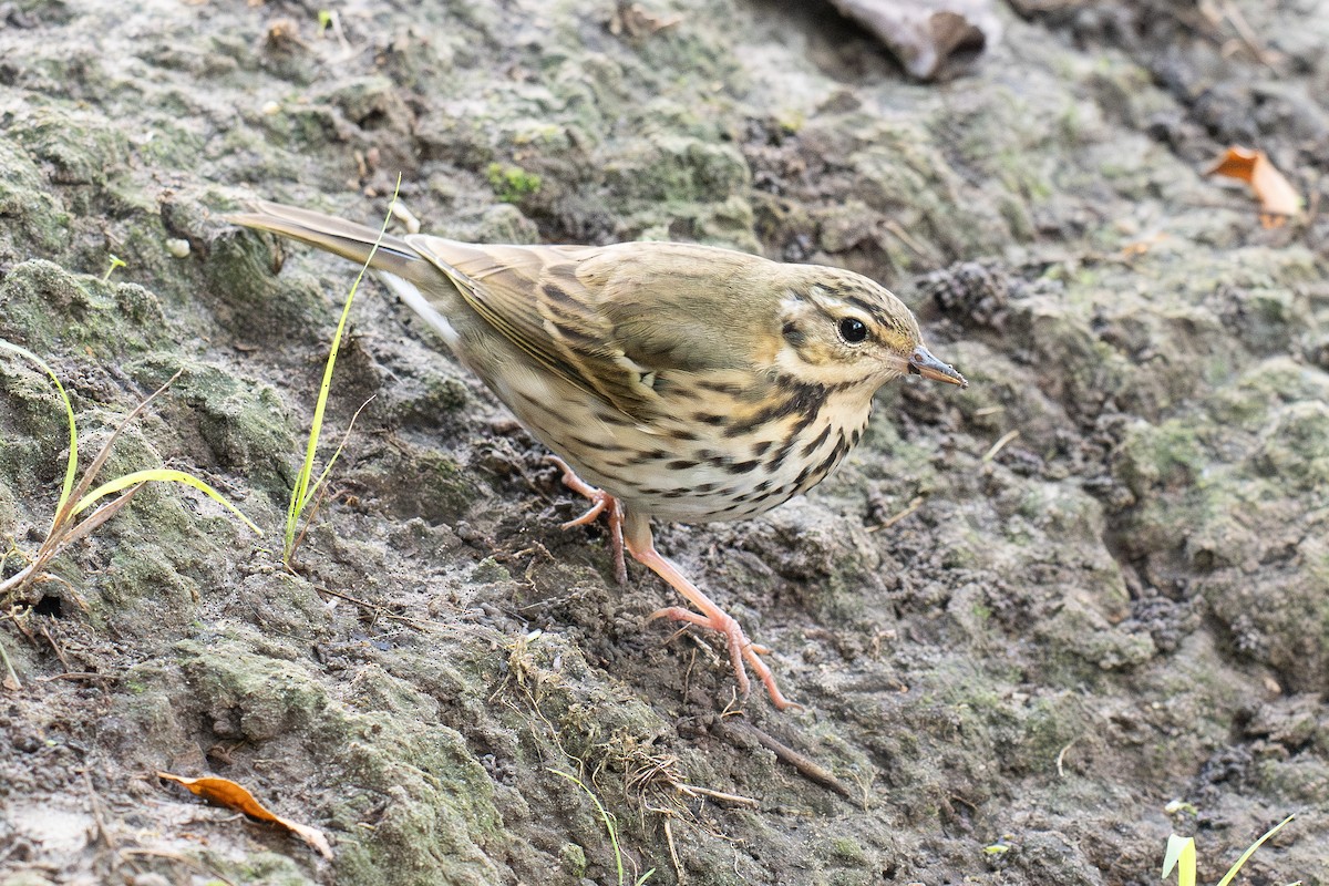 sibirpiplerke - ML644687028