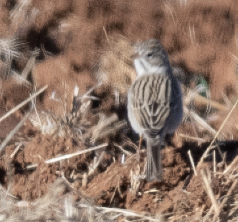 shoshonespurv (breweri) - ML644687032