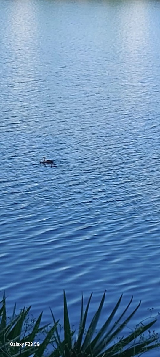 flekknebband - ML644687033