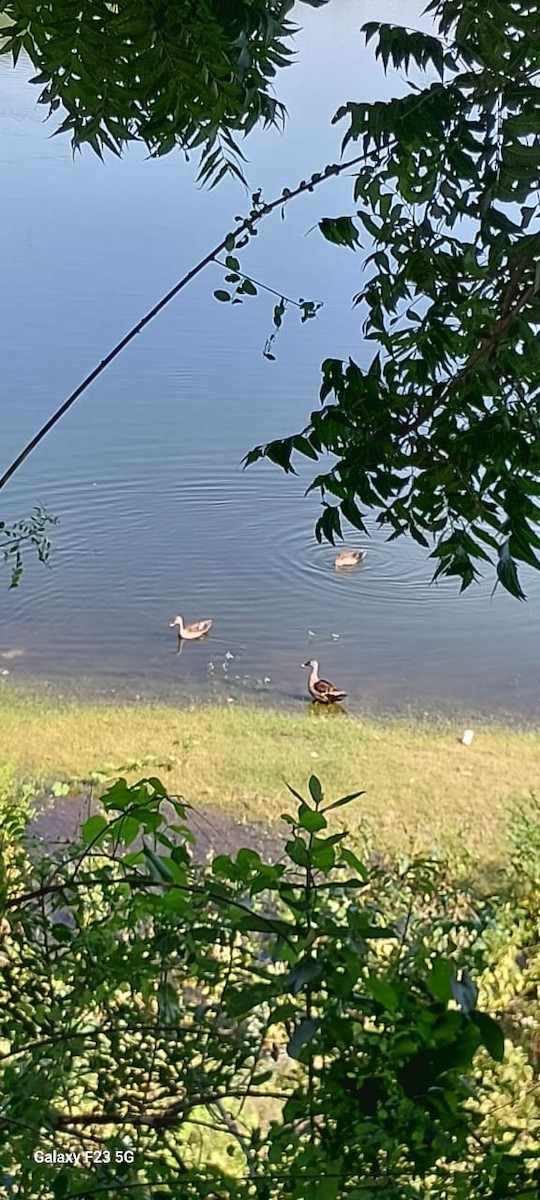 flekknebband - ML644687034