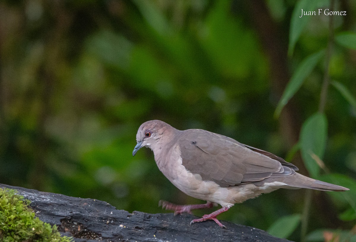 krattdue - ML644687035