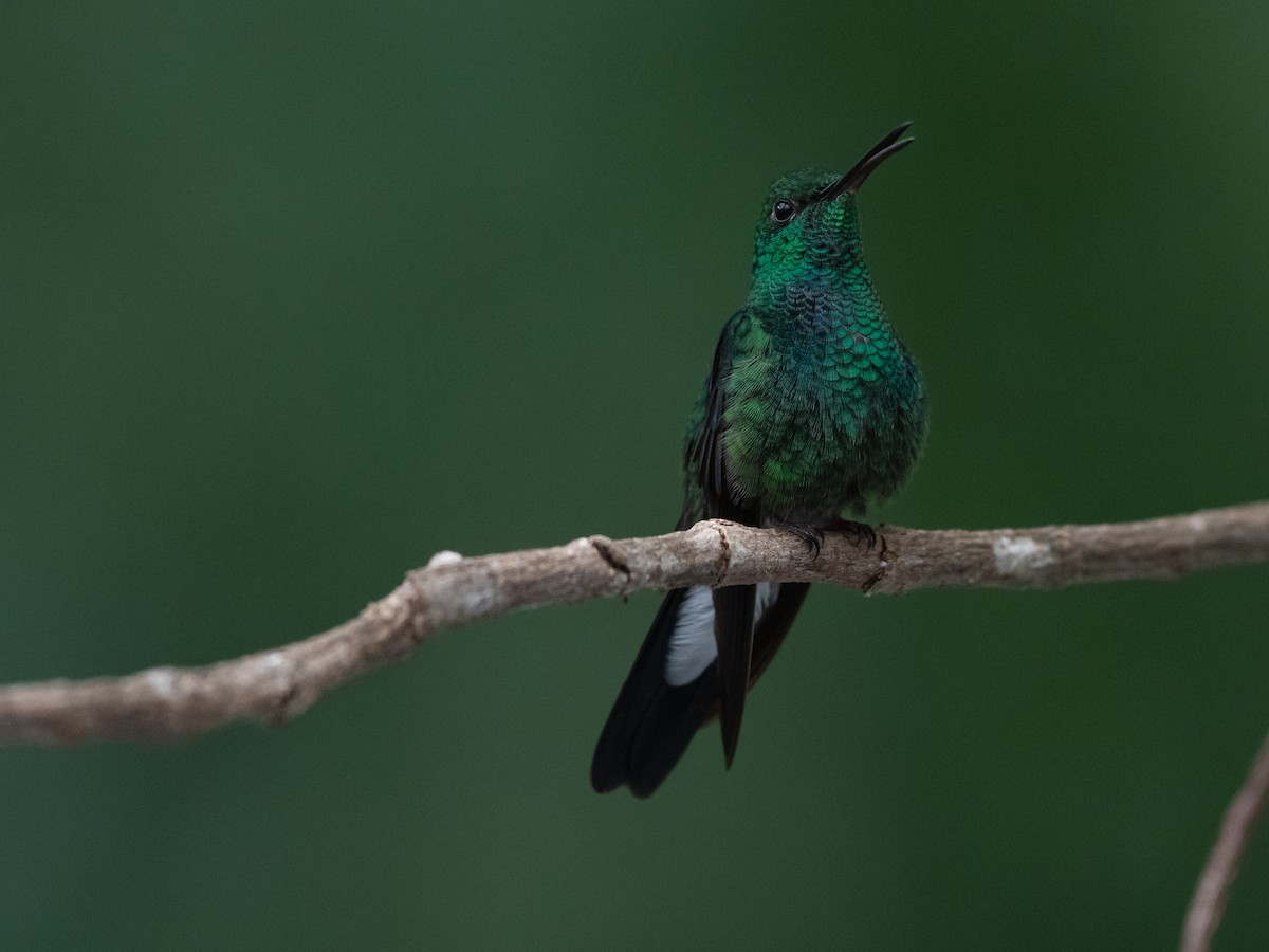 svartfotdungump - ML644687036