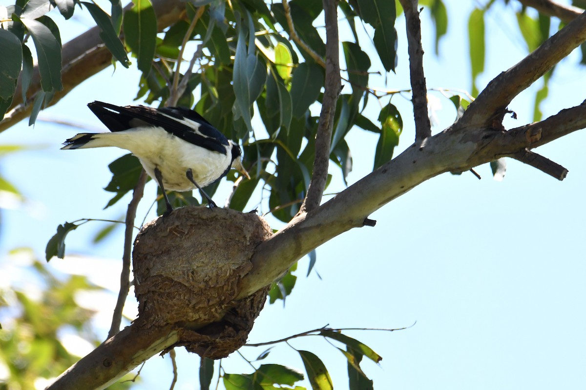 skjærelerke - ML644687037