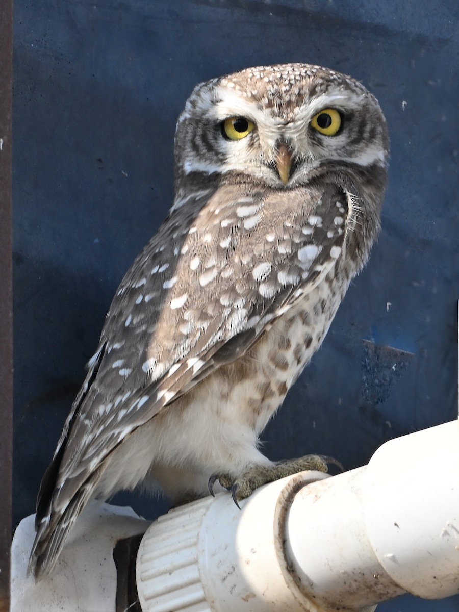 tempelugle - ML644687038