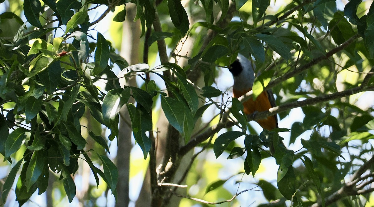 svartmaskemonark - ML644687039