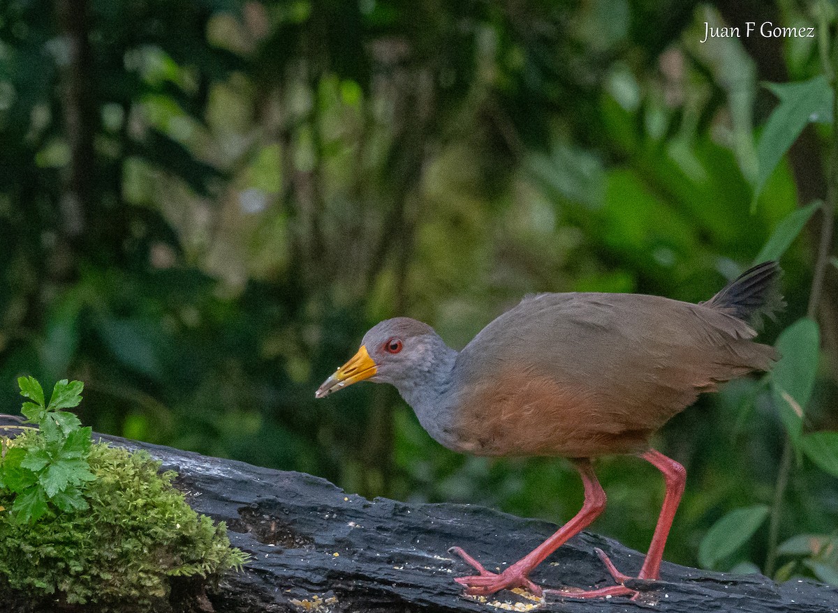 gråhalsrikse - ML644687043