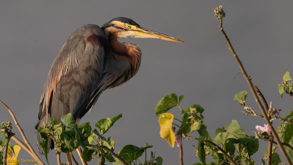 purpurhegre - ML644687045