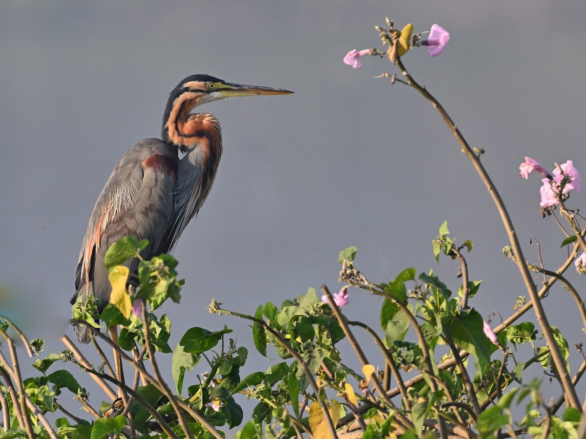 purpurhegre - ML644687046