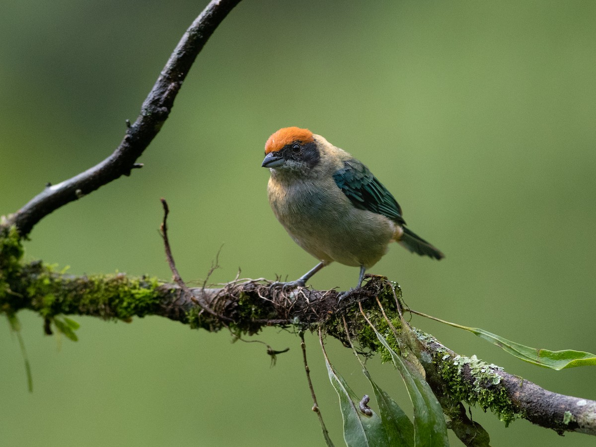 krattanagar - ML644687047