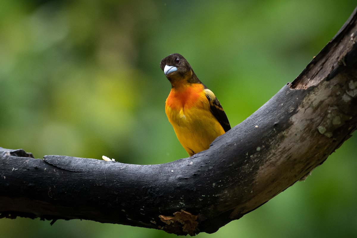 Flame-rumped Tanager (Flame-rumped) - ML644687050