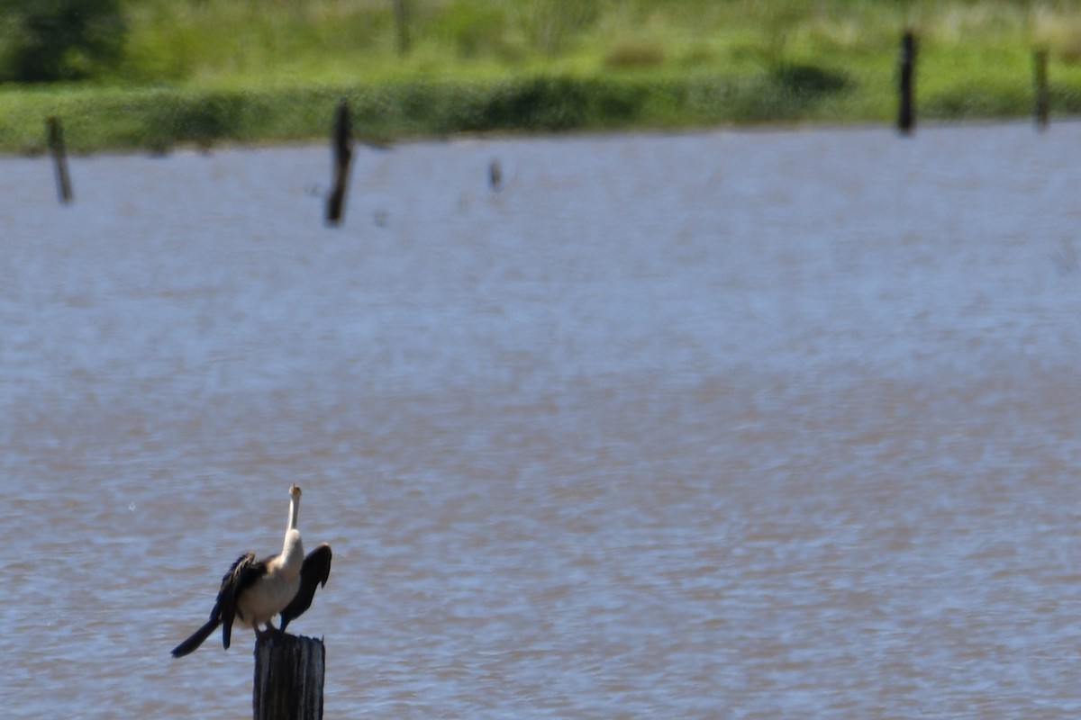 Australasian Darter - ML644687053