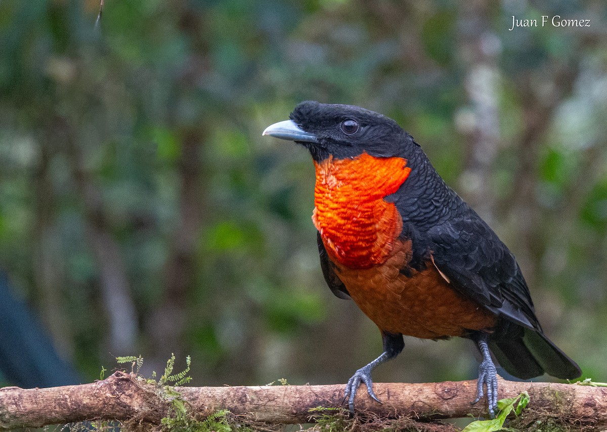 Red-ruffed Fruitcrow - ML644687060