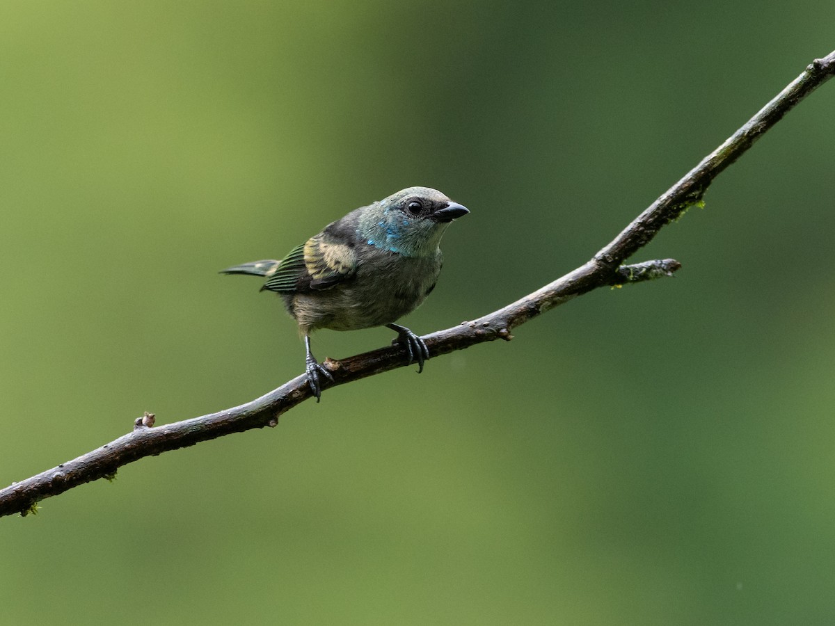 Blue-necked Tanager - ML644687063