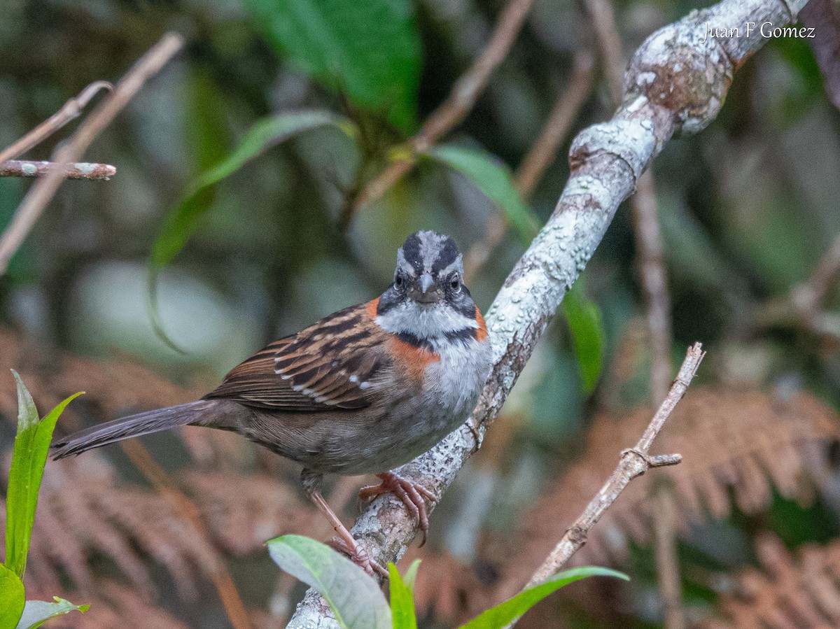 Rufous-collared Sparrow (Rufous-collared) - ML644687065