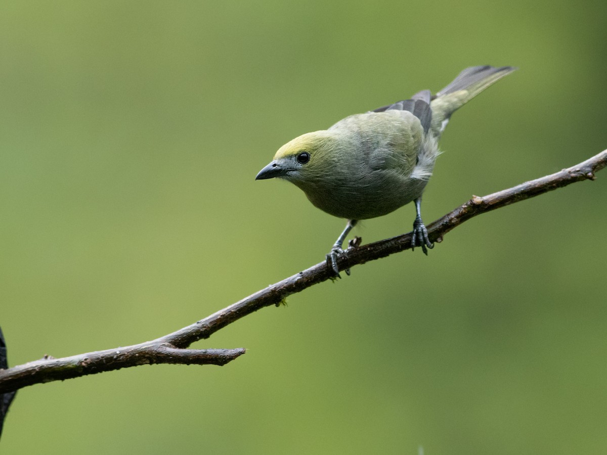 Palm Tanager - ML644687068