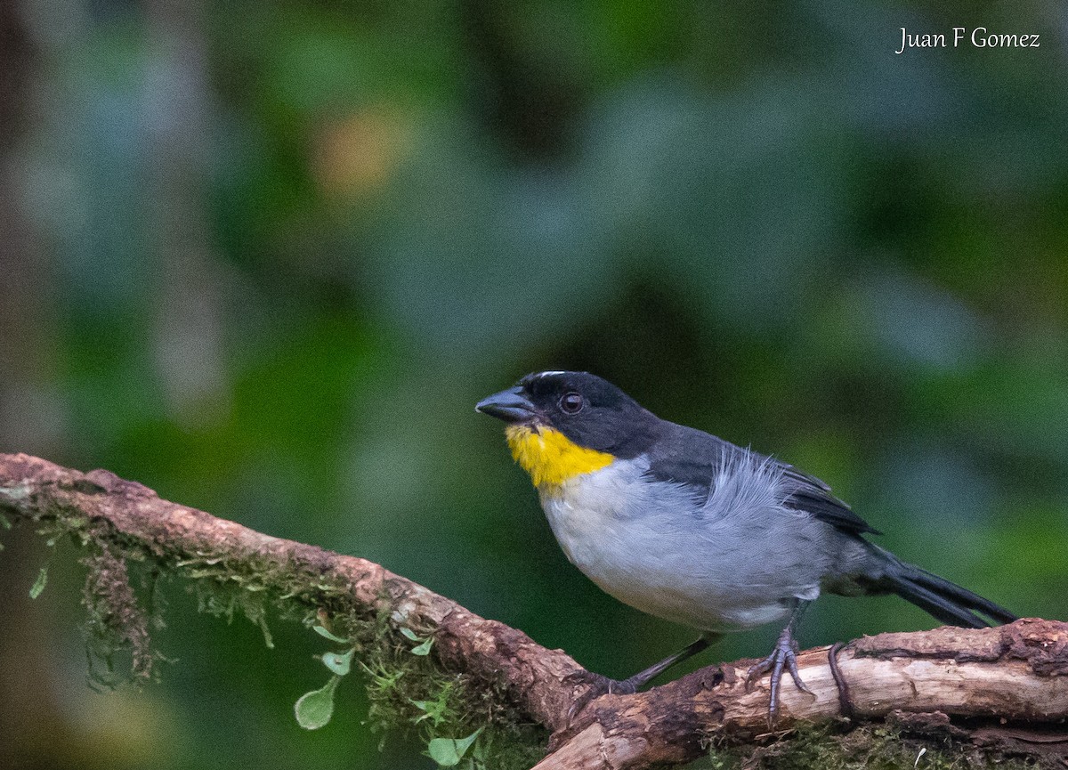 White-naped Brushfinch - ML644687070
