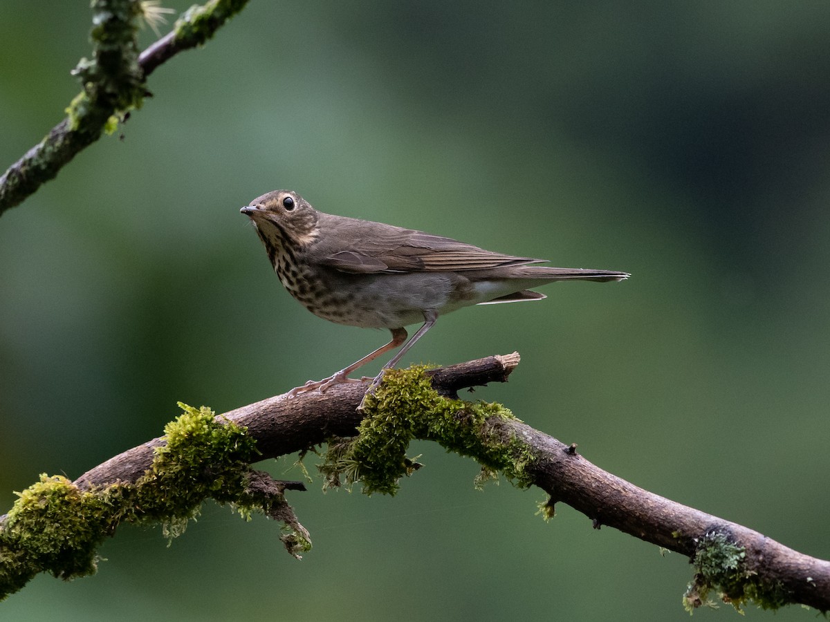 Swainson's Thrush - ML644687074