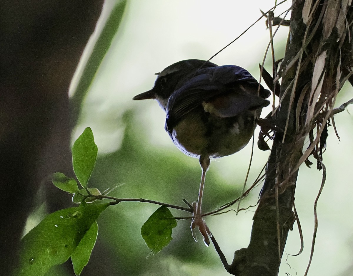 White-browed Scrubwren - ML644687075