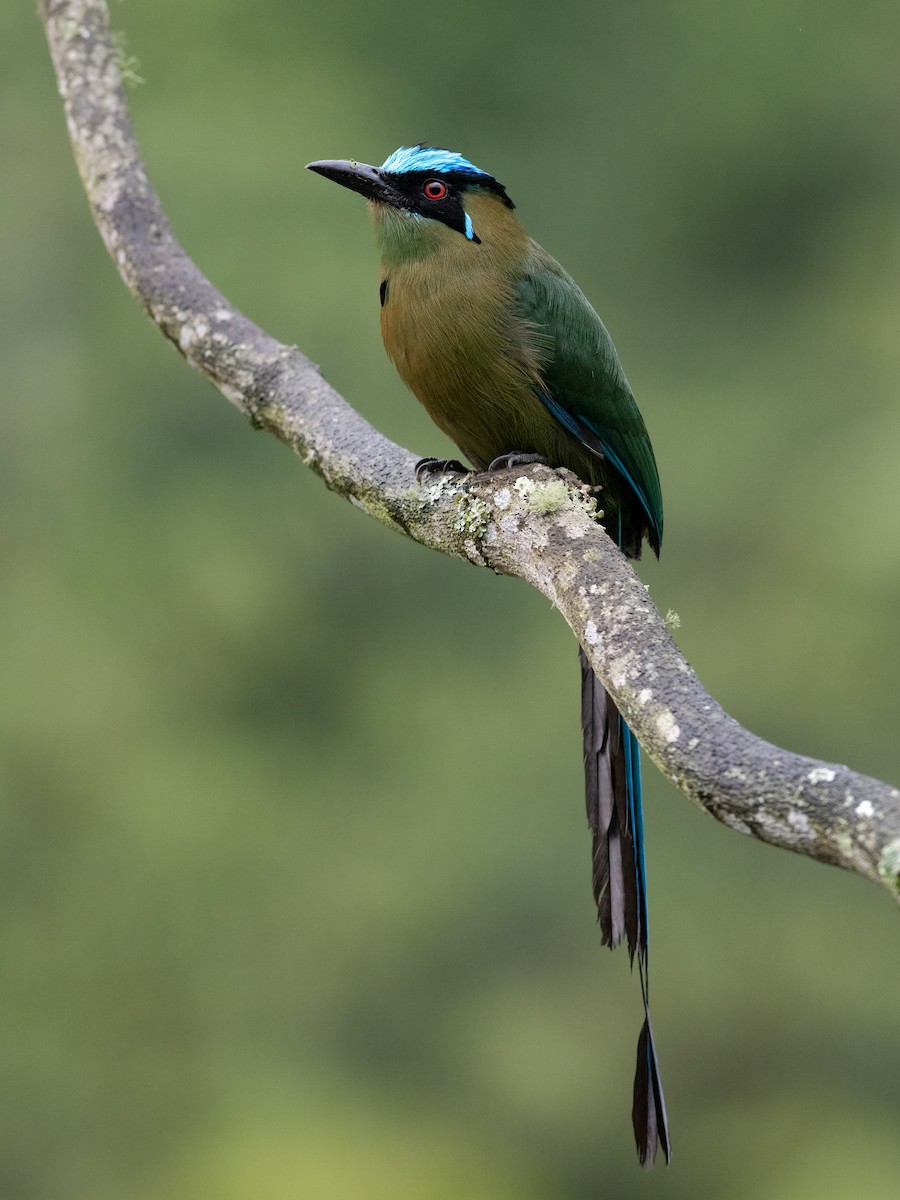 Andean Motmot - ML644687082