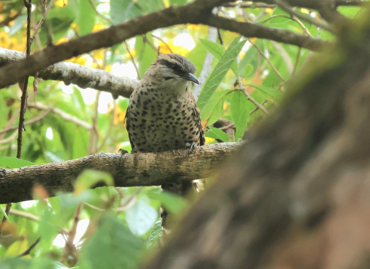 Boucard's Wren - ML644687087