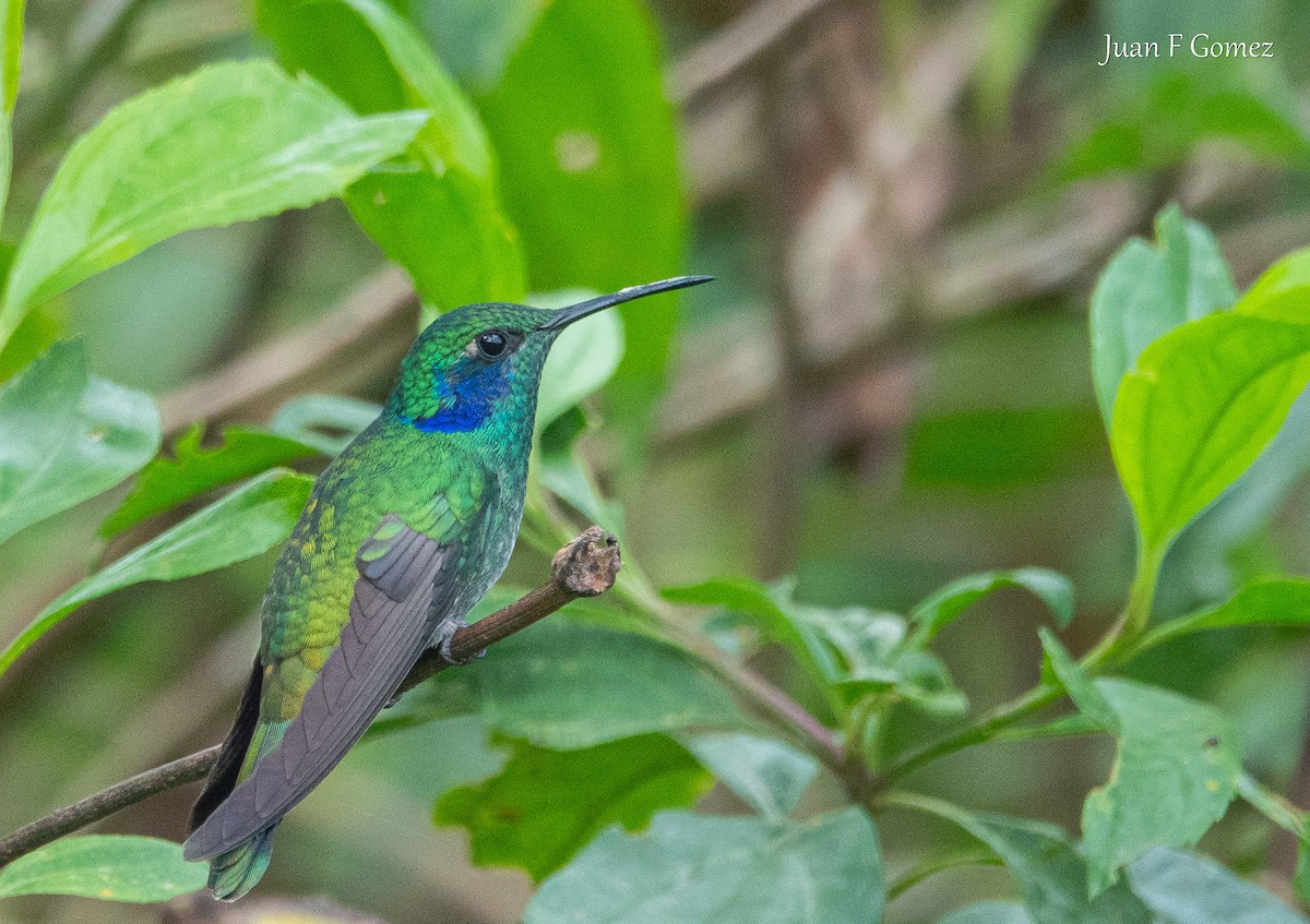Lesser Violetear - ML644687088