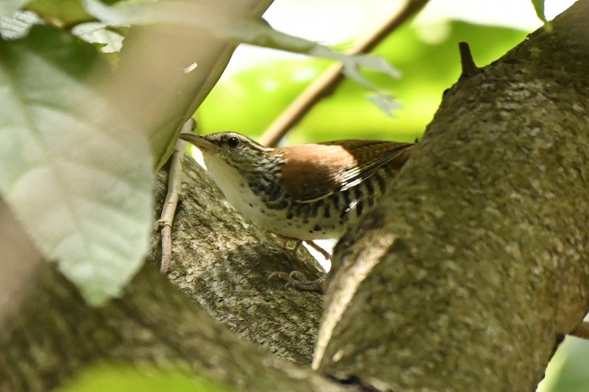 Поплітник коста-риканський - ML644687090