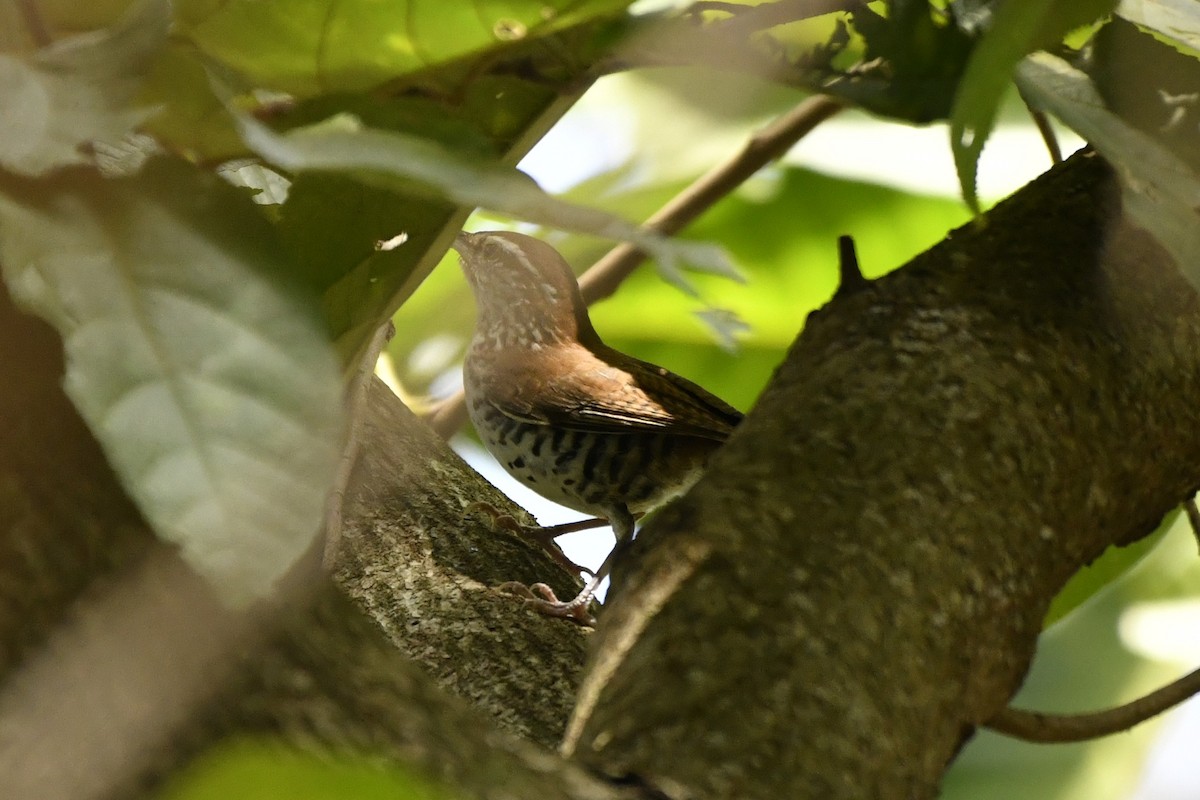 Поплітник коста-риканський - ML644687091