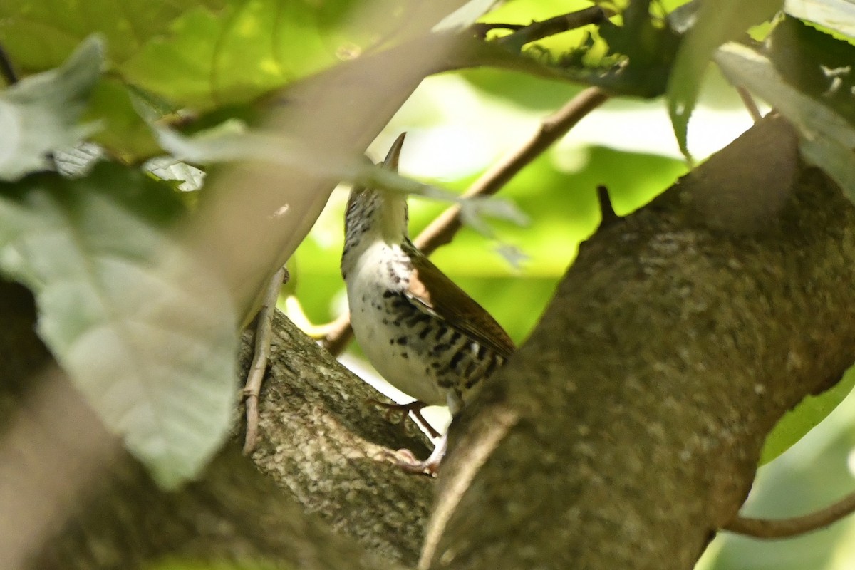 Поплітник коста-риканський - ML644687092