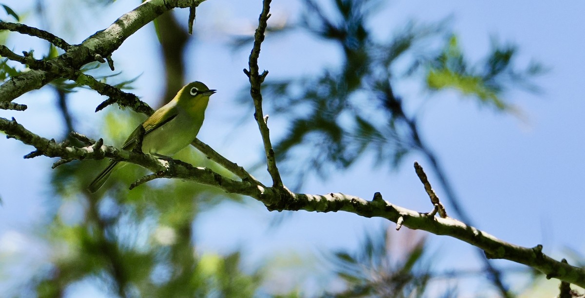 Silvereye - ML644687096