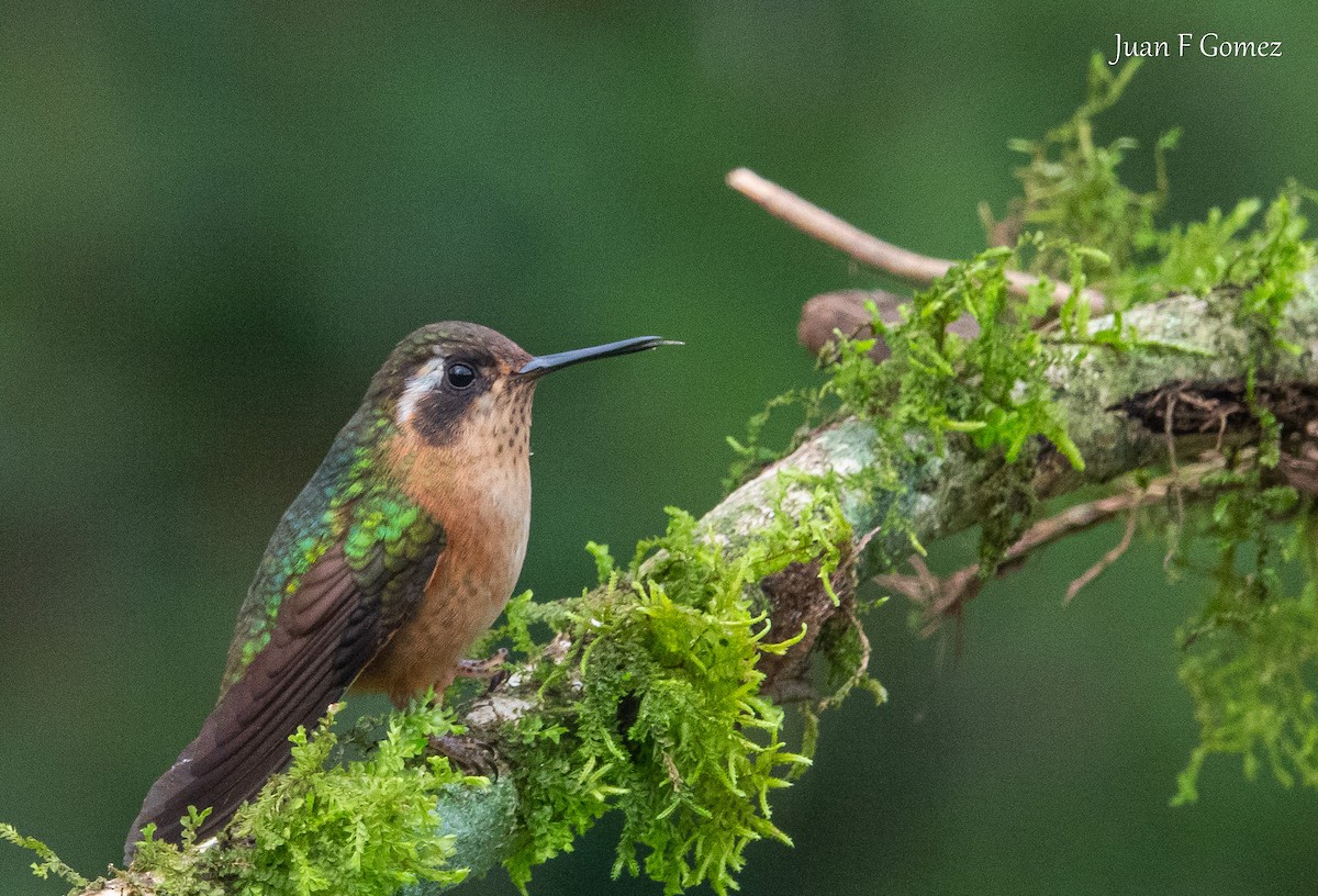 Speckled Hummingbird - ML644687097