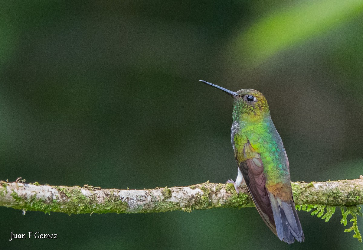 Greenish Puffleg - ML644687101