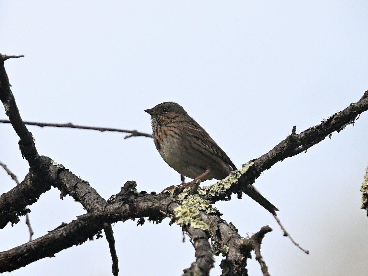 Lincoln's Sparrow - ML644687106