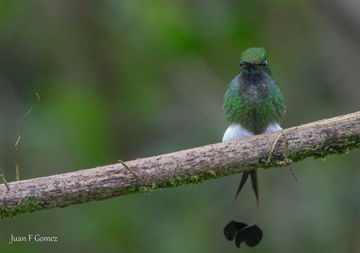 White-booted Racket-tail - ML644687110