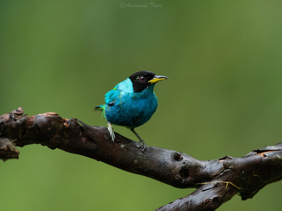 Green Honeycreeper - ML644687112