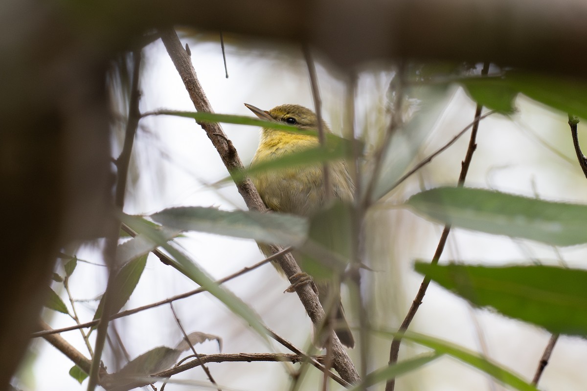 møllparula - ML644687113